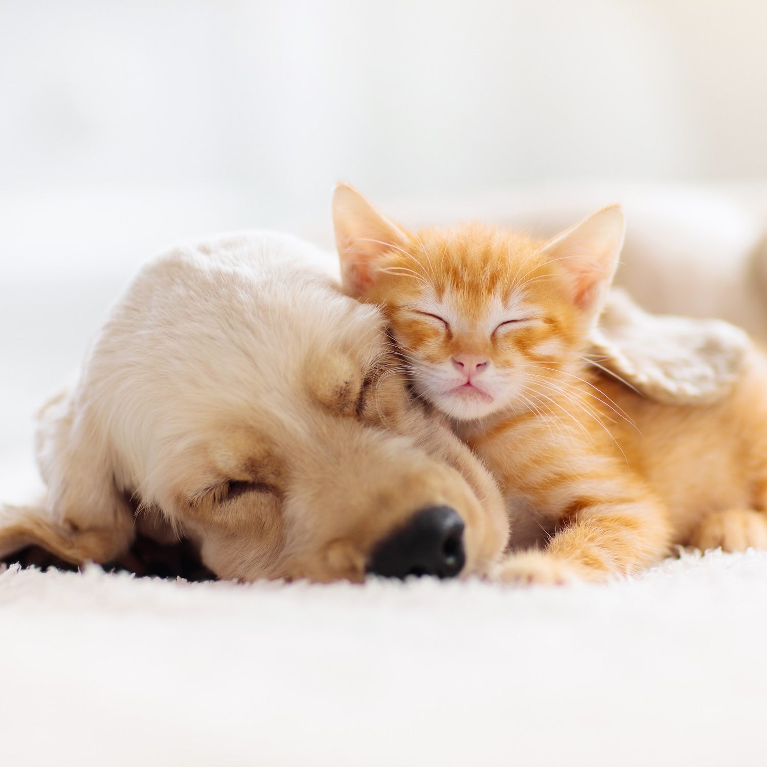 Produits vétérinaires Pharmacie Huault